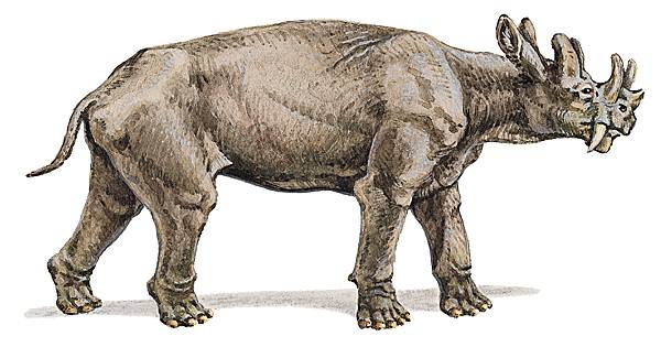 Reconstitution d'un dinocérate