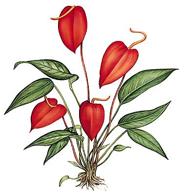 Anthurium