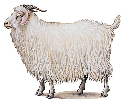 Chèvre angora