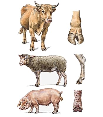 Mammifères artiodactyles