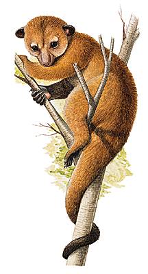 Kinkajou