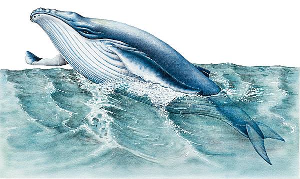 Quelle est la taille d’un pénis baleine