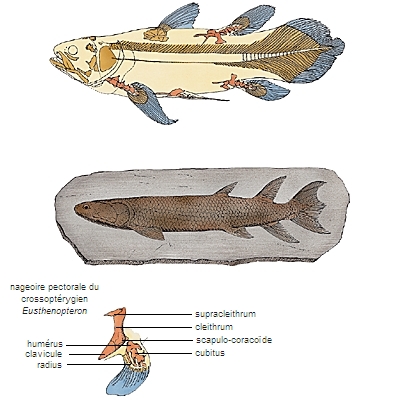 Formes actuelle et fossile de crossoptérygien