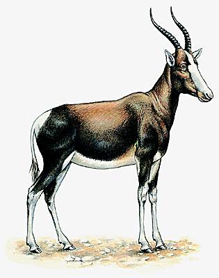 Antilope damalisque