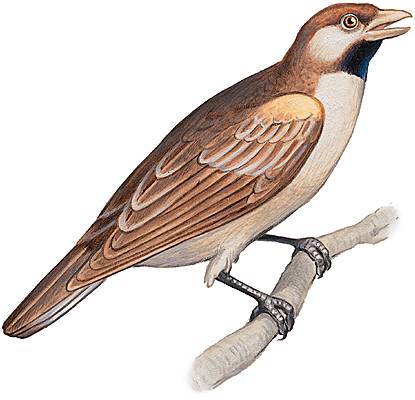 Indicateur Indicateur