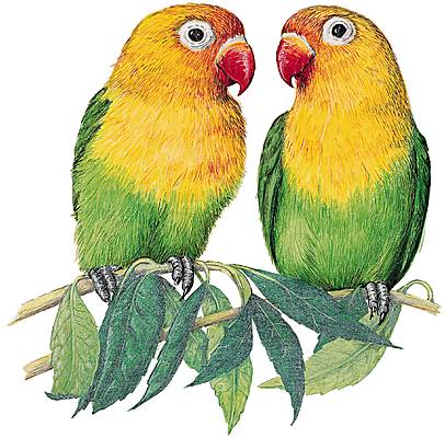 Inséparables Inséparables