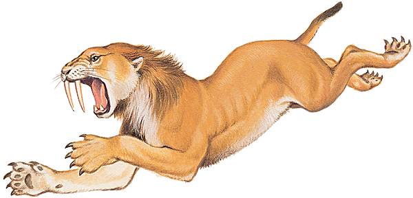 Reconstitution d'un machairodonte Reconstitution d'un machairodonte