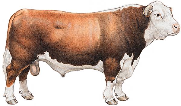 Taureau de race hereford Taureau de race hereford