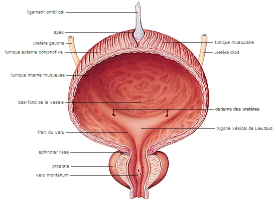 Comprendre l'appareil urinaire masculin