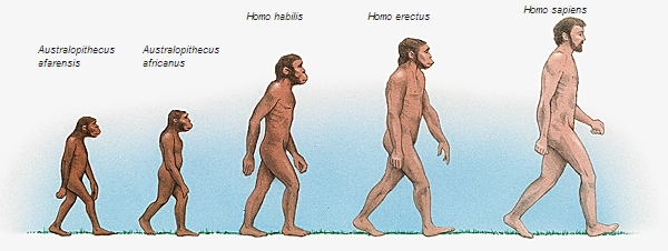 Évolution des hominidés