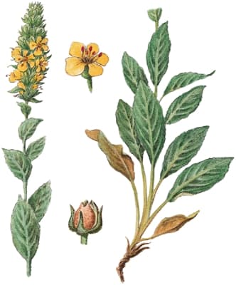 Bouillon-blanc Bouillon-blanc