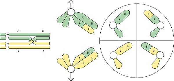 Enjambement méiotique