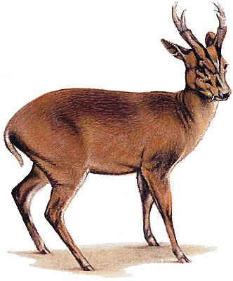 Muntjac