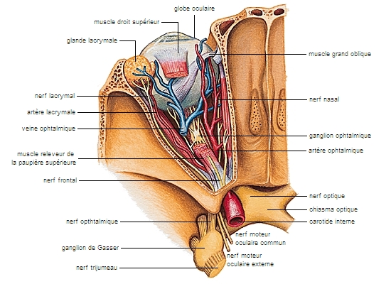 Orbite et œil