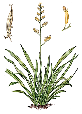 Phormium