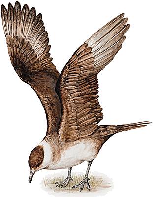 Skua