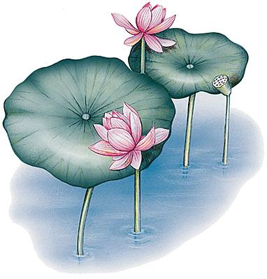 Nelumbo