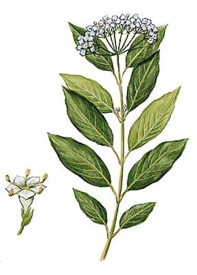 Laurier-tin Laurier-tin