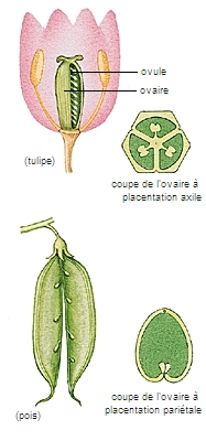 Ovaires de la tulipe et du pois