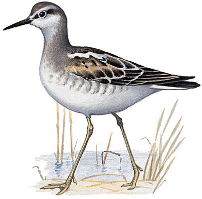 Phalarope