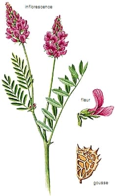 Sainfoin
