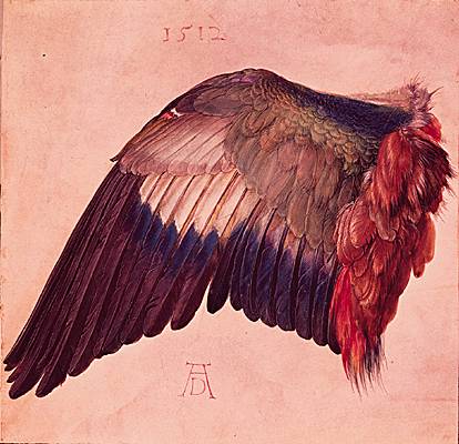 Albrecht Dürer, étude d'aile d'oiseau