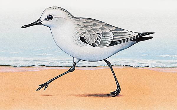 Sanderling