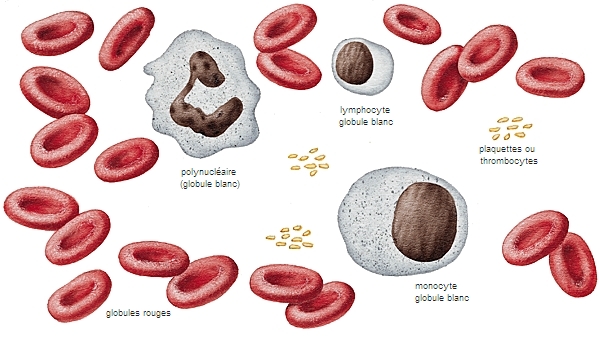 lymphocyte - LAROUSSE
