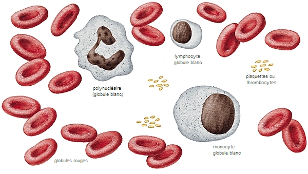 Éléments du sang