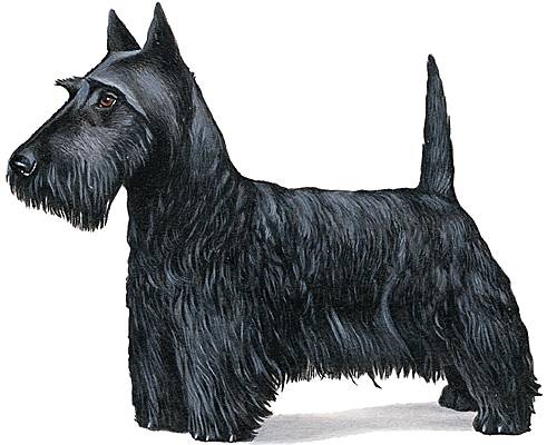 Scottish-terrier