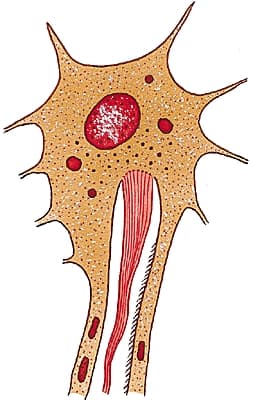 Solénocyte