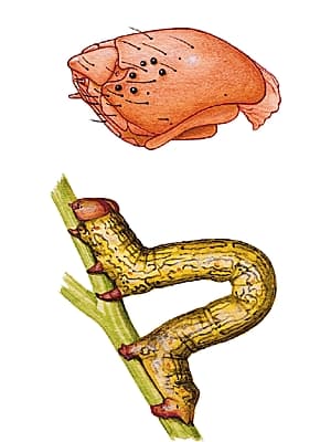 Stemmates de chenille