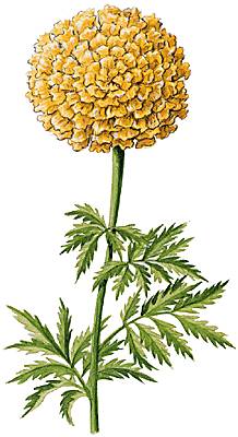 Tagetes