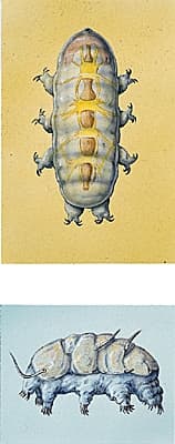 Tardigrades