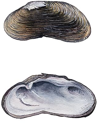 Coquille de mulette