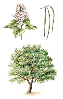 Catalpa