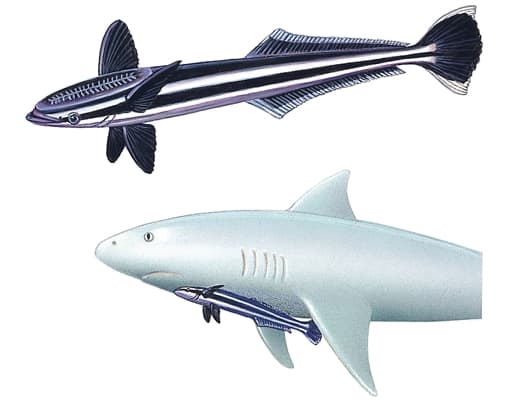 requin - LAROUSSE
