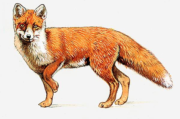 Coloriage De Chipeur Le Renard