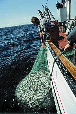 Pêche en mer Baltique