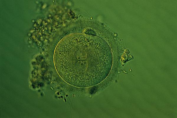 Embryon, fécondation