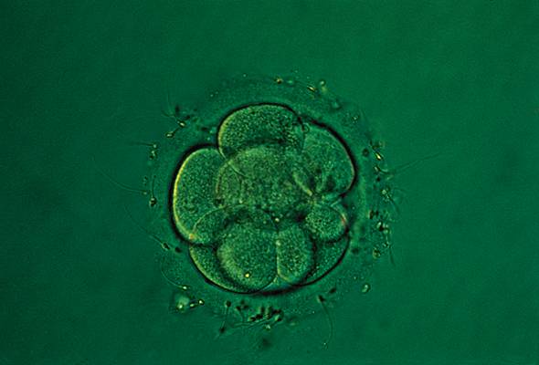 Embryon, première division