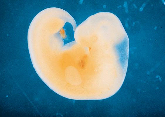 A combien de semaines le coeur de l'embryon bat-il ? - Sciences et Avenir