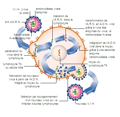 Transmission Du Virus Du Sida M dia LAROUSSE Transmission Du Virus Du Sida M dia LAROUSSE