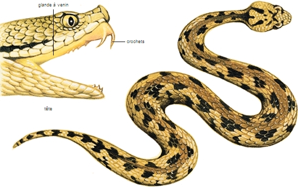 serpent latin serpens -entis de serpere ramper - LAROUSSE