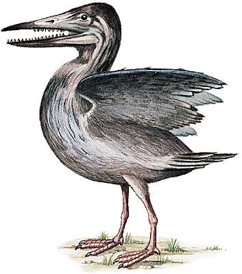 Reconstitution d'un ichtyornis