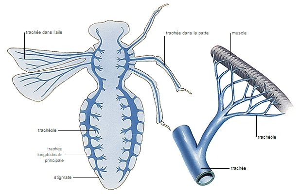 Système respiratoire des insectes – Média LAROUSSE