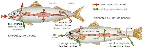Osmorégulation des poissons