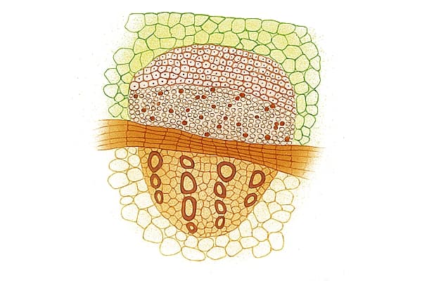Coupe transversale d'un faisceau