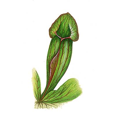 Feuille de népenthès