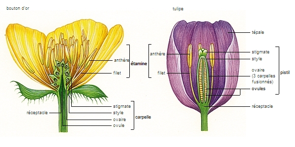 Structure comparée de fleurs